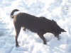 il mio cane sulla neve