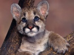 cougar