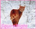 Squirrelflight