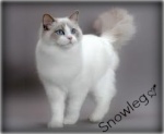 Snowleg