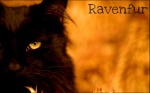 Ravenfur