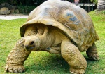 tortue2b