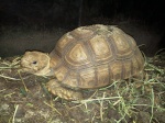 sulcata76