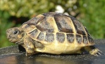 Lily tortue