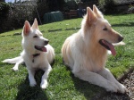 Whitegsds