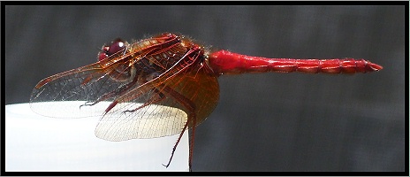 Red Dragonfly