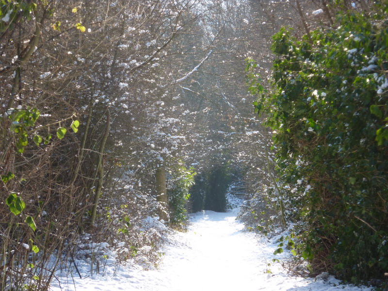 Snowy woodland in the Sun