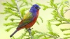 painted-bunting-3557-1920x1080