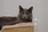 Nebelung 16-01-13