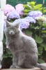 Nebelung Img_0010