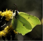 Calopteryx