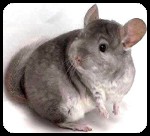 Chinchilla