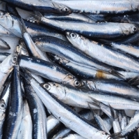 Sardine