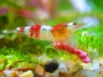 carlitoshrimp