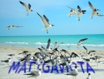 mattgaviota