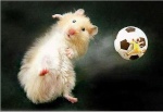 Hamster