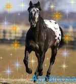 Appaloosa