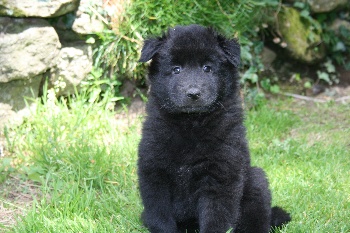 chiot  groenendael d'un mois