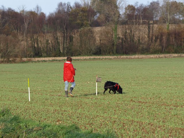 Chien au travail Bretagne Bleizdu des Gardiens de l Hermine PISTAGE FRANCAIS