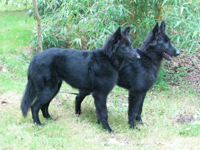 Candy et Cash du Pré de L'Aubois !