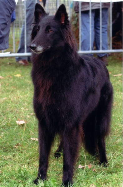 Star du Pré de L'Aubois. Lice recommandée. Vice championne mondiale du chien de berger belge beauté standard 2007. Fille de la lice recommandée Orane de Condivicnum et du reproducteur d'élite Ogoun du Mas de La Galandie.