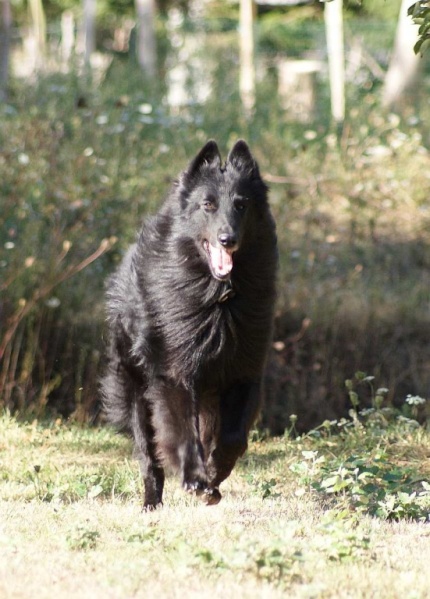 Vigor de Condivicnum Etalon recommandé. B.B.Groendael du Pré de L'Aubois