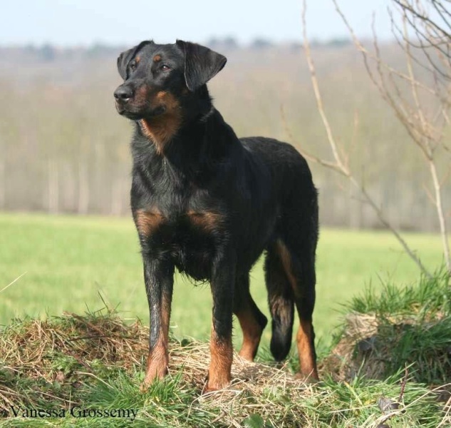 Vanille du Murier de Sordeille