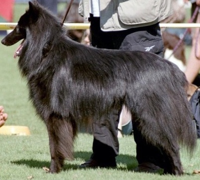 SR CHAMPION SUISSE RAMSES DES GARDIENS DE L HERMINE