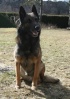 Berger belge Malinois 00710