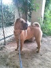 Shar Pei 12032010