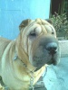 Shar Pei 12032011