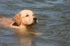 Golden retriever 12_910