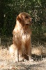 Golden retriever 1310