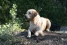 Golden retriever 13_410