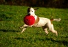 Jack Russel terrier 16862810