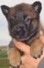 Berger belge Malinois 1_feme10