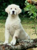 Golden retriever 1yqmcn10