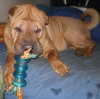 Shar Pei 2ansdo10