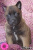 Berger belge Malinois 51862010