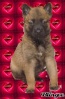 Berger belge Malinois 51962110