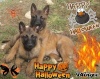 malinois De Slaty....