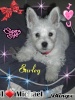 bb westie de 3 mois