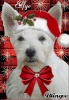 Westie 54998610