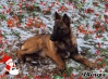 Berger belge Malinois 55772310