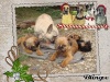 X photos de chiens NON-LOF ou croisés 55859510