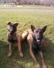 Berger belge Malinois A-000110