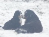 chiens de l'élevage du domaine des neiges éternelles