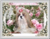 Shih Tzu Badge_10