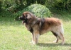 Leonberg Bao_du10