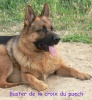 Buster de la croix du puech